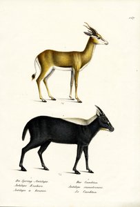 Springbok, 1824 door Karl Joseph Brodtmann